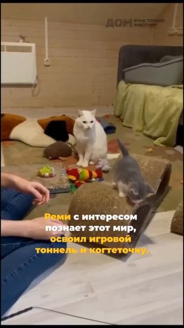 Подопечный фонда котенок Реми смотреть онлайн