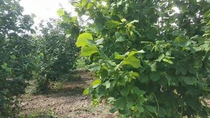 Італійський фундук Тонда джентіле Романа врожайність на 06.2023 р. ФГ "Батьків сад" Хмельницька обл