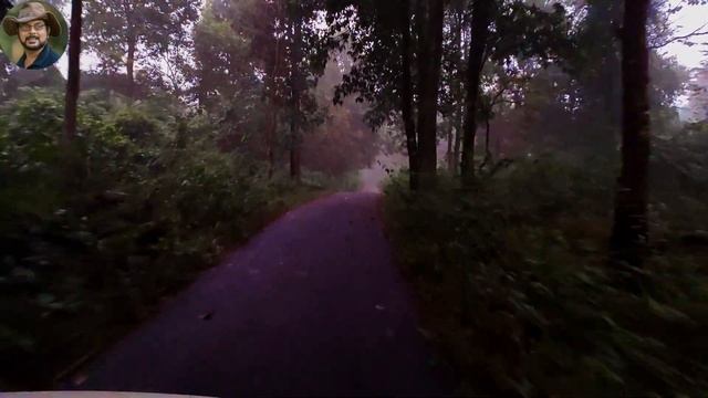 Foggy Forest. смотреть онлайн