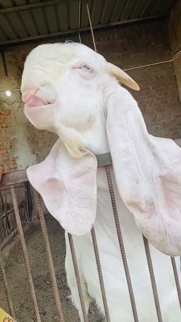 Sojat or hyderabadi cross breeder смотреть онлайн