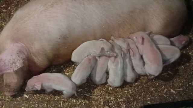 Деревенские хлопоты 8/25 смотреть онлайн