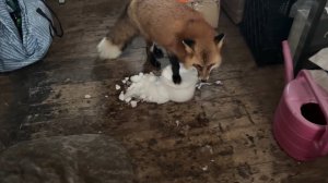 Лиса-Алиса. Аккуратный погром сарая.