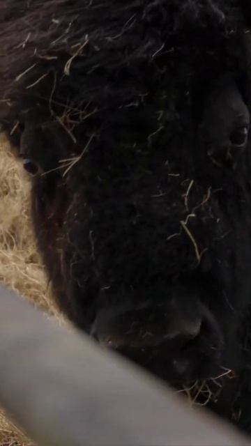 MASSIVE Bison vs. Hay Bale in SLOW MOTION!  shorts