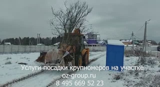Услуги посадки крупномеров деревьев на дачном участке. Выезд Агрономов по Москве и области. Звоните