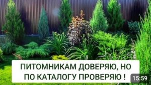 ПИТОМНИКАМ ДОВЕРЯЮ, НО ПО КАТАЛОГУ ПРОВЕРЯЮ. 27.06.2024г.