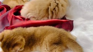 Британские золотые котята Zolotoi Lemur