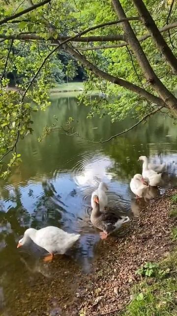 Гуси в Царицыно смотреть онлайн