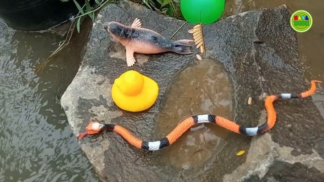 Menangkap ikan, Ayam Warna Warni, Kelinci, Bebek, ikan Hias , Ayam ,ikan mas,38 смотреть онлайн