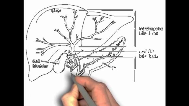 বিলিরুবিন টেস্ট Bilirubin Test (Blood Test) জন্ডিশ পরীক্ষা,Jundice Test смотреть онлайн