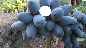 Виноград Лорано