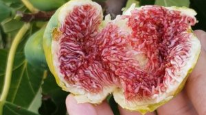 Инжир карликовый Розовый Мичуринский 10 | Ростов-на-Дону | Россия | Small Gardens