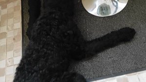 Ну куда без лакомства)