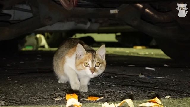 새벽 산책 중 새끼고양이 다섯 마리를 만났다. 아아... 이를 어쩐담... смотреть онлайн