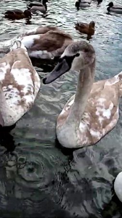 Swans family