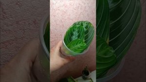 Черенкую, укореняю🌿🍀Трюк с пинцетом 🔧#лайфхак