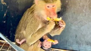 Лидочка становиться ПРИМЕРНОЙ МАТЕРЬЮ, а Люся так наелась, что ВЫКИНУЛА БАНАН! Обезьяна называется!