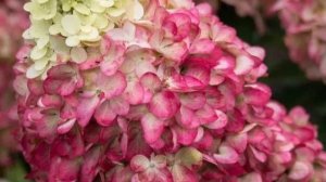 Черенкование метельчатой гортензии.🌺 24.02.25.#черенкованиеметельчатойгортензии #гортензии