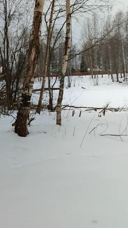 бобры в посёлке Барышево, Вуокса