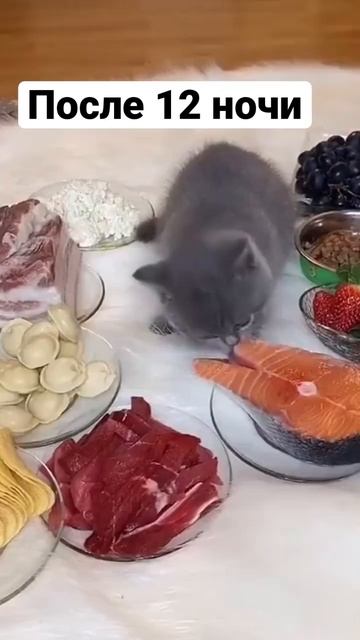 Котёнок гурман! #приколы #смех #коты #животные #animals #котенок #семга  #кошкавдоме #смешныекошки смотреть онлайн