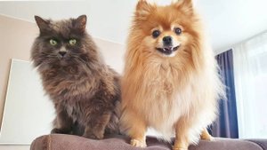 Как Бася и Рыся проводят воскресенье?