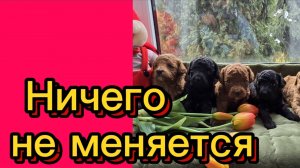 ДЕРЕВЕНСКИЙ ДНЕВНИК. "Устала"