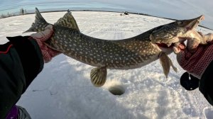 Щука окунь и елец на просторах ЯНАО