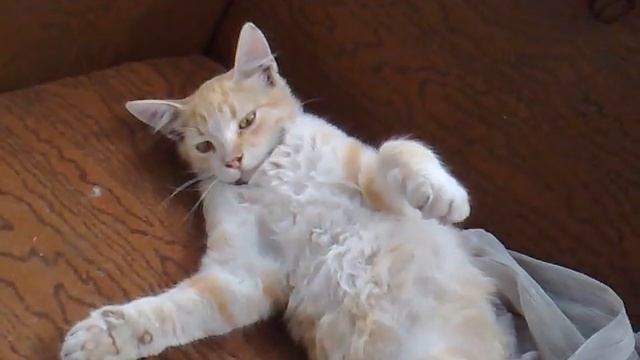 ЭТОТ ПРОСТО СУПЕР!!! САМЫЙ ЛЕНИВЫЙ КОТ!!!!