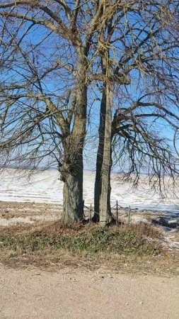 Крест в Стародубовой