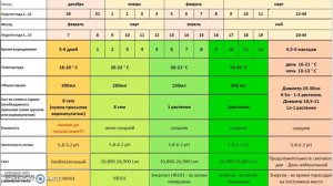 Остеоспермум. Сроки посева цветов на рассаду. Календарь посева цветов.
