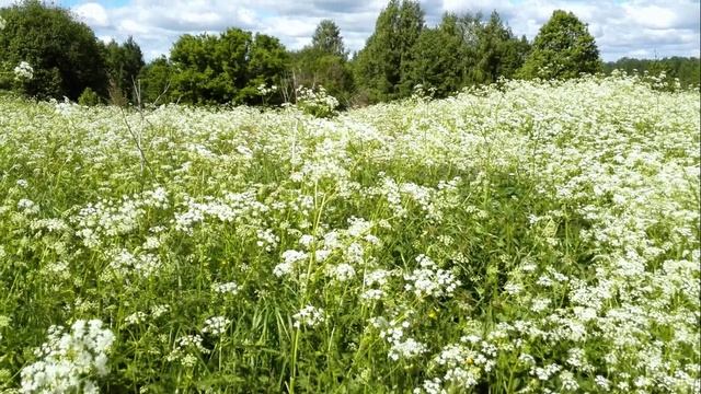 Хрупок нежности цвет- Ernesto Cortazar – Dance Of A Hummingbird смотреть онлайн