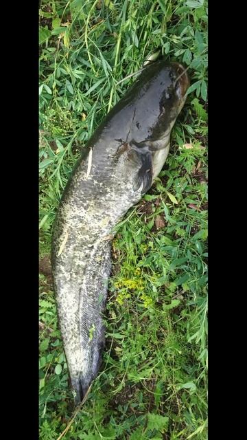 Речные гиганты Сом №2 смотреть онлайн