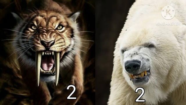 POLAR BEAR VS SABRE TOOTH TIGER: WHO IS MORE DANGEROUS PREDATOR? смотреть онлайн