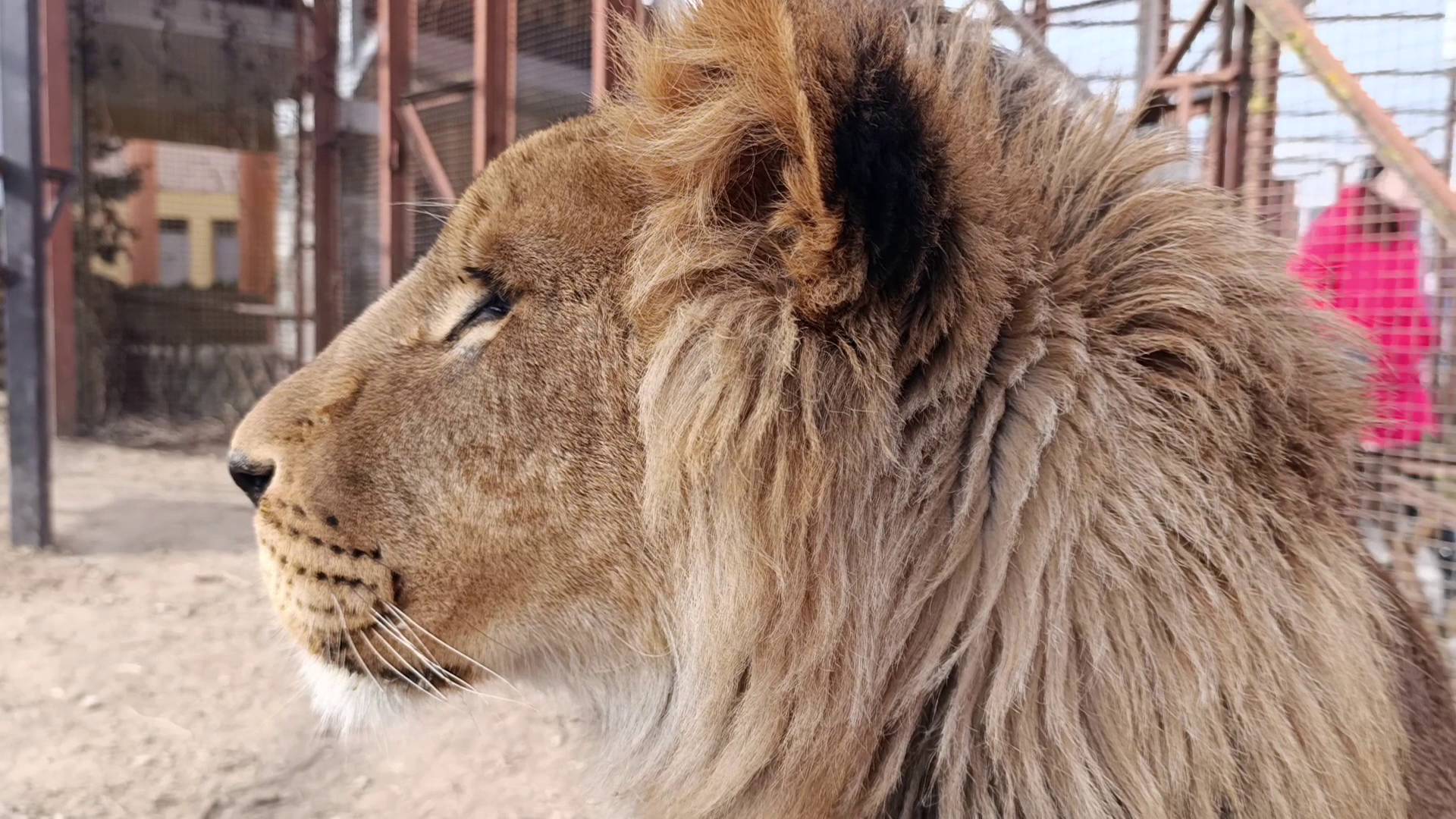 Пятнистый Лев Шерхан и крутая тигрица Сима