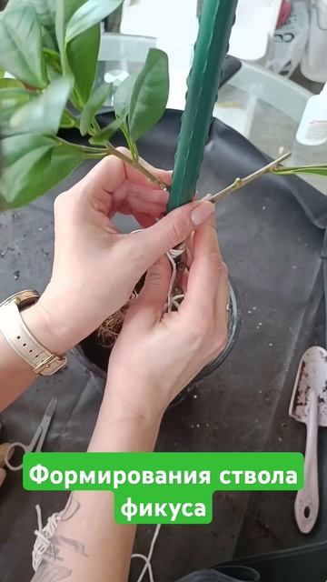 залетаем ствол фикуса. Спираль. #комнатныерастения #фикусбенджамина