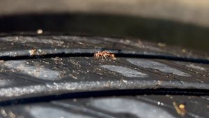 Муравей моет муравьиху