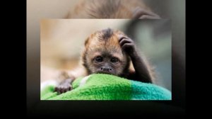 Обезьянки-малыши