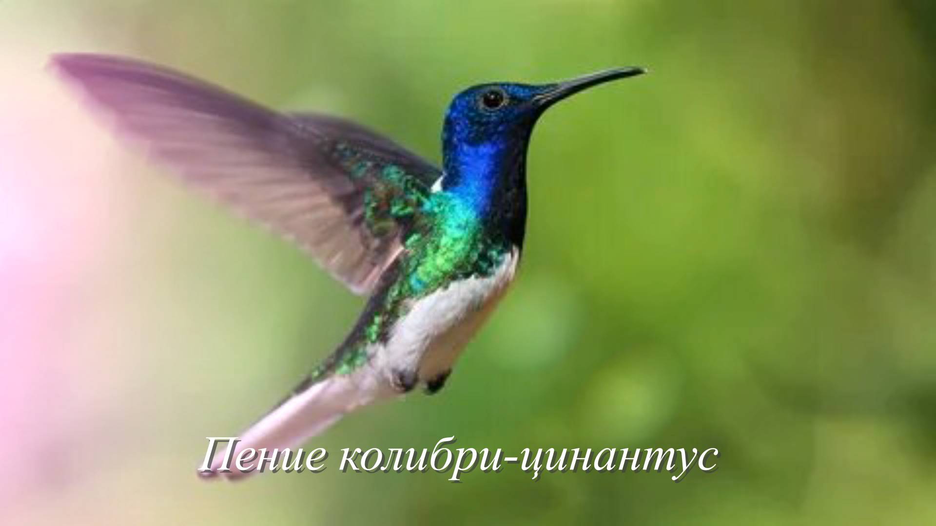 Звук