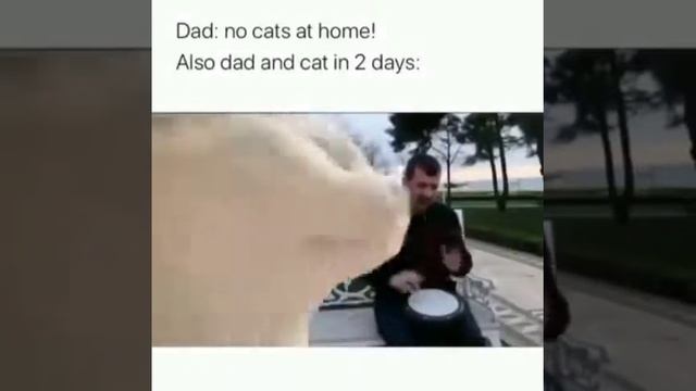 Отец! Никаких котов в доме.. Два дня спустя отец и кот
