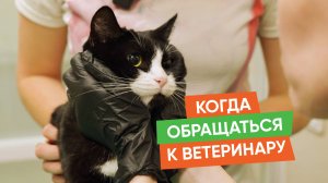 Как понять, что пора идти к ветеринарному врачу