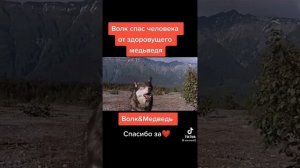 ВОЛК СПАС ЧЕЛОВЕКА ОТ МЕДВЕДЯ !!! 😱😰