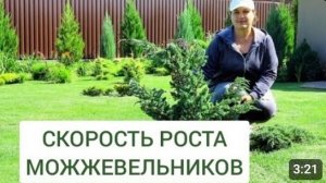 СКОРОСТЬ РОСТА МОЖЖЕВЕЛЬНИКОВ. 1.08.2024г.