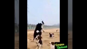 Кошки и Собачки