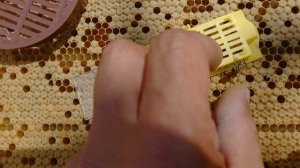Подсадка пчеломаток на расплод