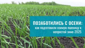 Предпосевная обработка озимой пшеницы: подготовили всходы к непростой зиме