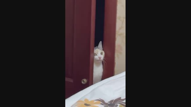 кошачьи приколы смотреть онлайн