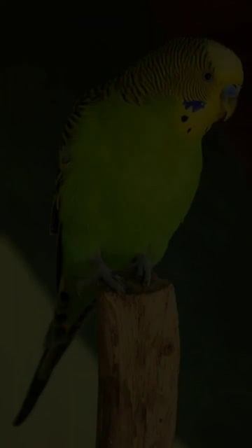 Интересные факты о Волнистых попугаях 💗🐦 смотреть онлайн