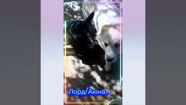 Им просто весело вместе! Наши "тяжеловесы" - Лорд/Аюна! #Shorts #Животные смотреть онлайн