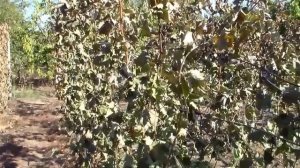 Ранние заморозки на винограднике