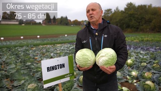 Zobacz zalety kapust od Syngenta - odmiana Rington смотреть онлайн