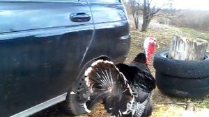 Индюк атакует!